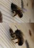 Osmia bicornis